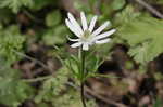 Thimbleweed